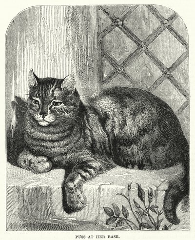 Gato à sua vontade (gravação) de English School