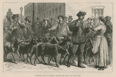 Cabras pirenaicas em Londres de English School