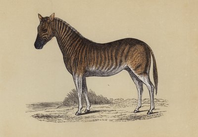 Quagga (cor litho) de English School