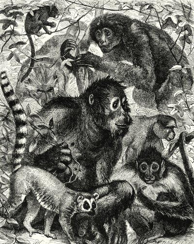 Quarumana: A tribo dos macacos (gravura) de English School