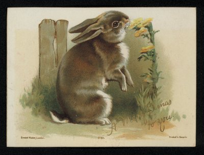 Coelho a comer flores amarelas, cartão de boas festas de Natal. (chromolitho) de English School