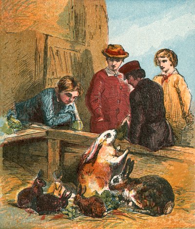Coelhos de English School