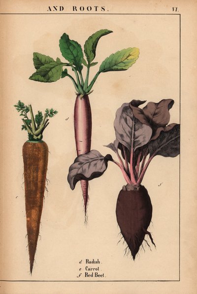 Rabanete, cenoura e beterraba vermelha.  , de "The Instructive Picturebook, or Lessons from the Vegetable World", [Charlotte Mary Yonge], Edimburgo de English School