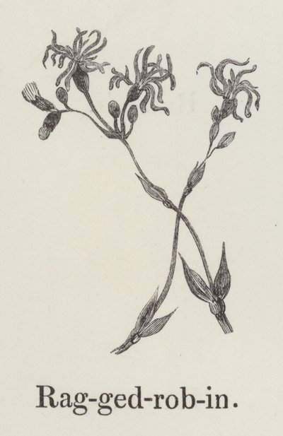 Ragged robin (gravura) de English School