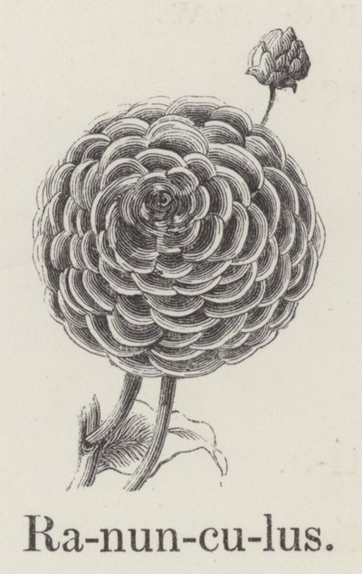 Ranunculus (gravura) de English School