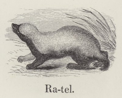 Catraca (gravação) de English School