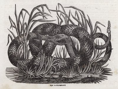 Cobra chocadeira (gravura) de English School