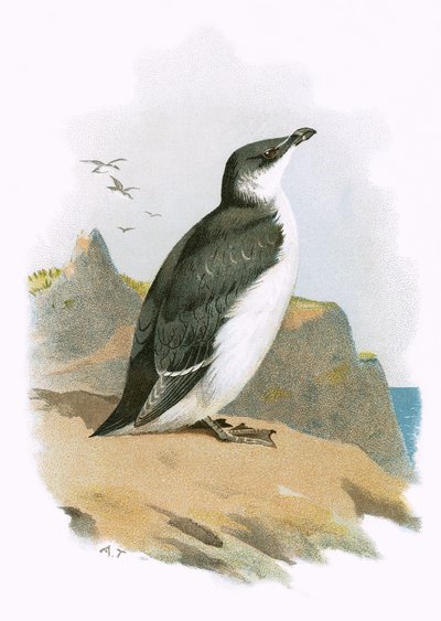 Razorbill de English School