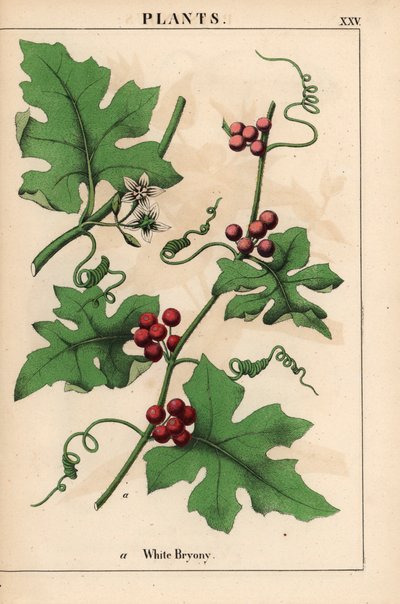 Bryony vermelho com frutas vermelhas. Bryonia dioica   , de "The Instructive Picturebook, or Lessons from the Vegetable World", [Charlotte Mary Yonge], Edimburgo de English School