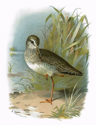 Redshank de English School