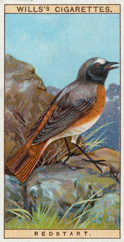 Redstart de English School