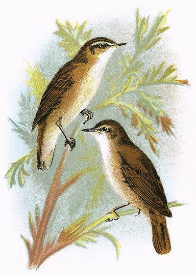 Reed Warbler (embaixo) e Sedge Warbler (em cima) de English School