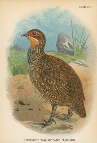 Francolin de garganta franzida de Reichenow de English School