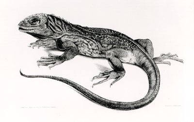 Réptil, ilustração de "A Zoologia da Viagem do HMS Beagle, 1832-36", de Charles Darwin (1809-92) de English School
