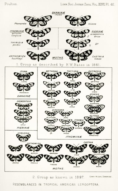 Semelhanças em lepidópteros tropicais americanos, ilustração de The Hope Reports, vol. II, 1897-1900., Editado por Edward B. Poulton, Oxford, 1901 de English School