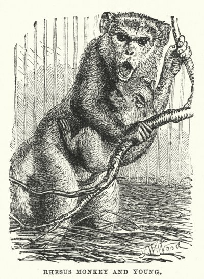 Macaco Rhesus e filhote (gravura) de English School