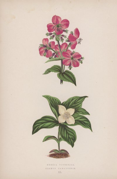 Rhexia Virginica; Cornus Canadensis (litografia a cores) de English School