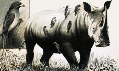 Rinoceronte e pássaro oxpecker de English School
