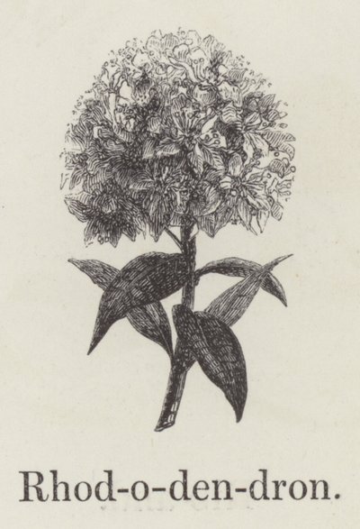 Rhododendron (gravura) de English School