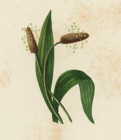 Ribwort Plantain, Plantago Lanceolata (cor litho) de English School