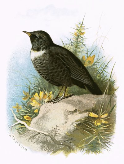 Anel Ouzel de English School
