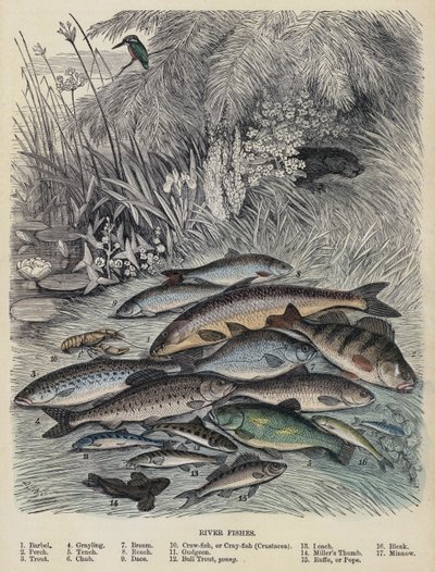 Peixes do Rio (gravura colorida) de English School