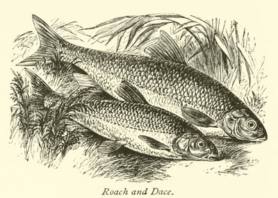 Barata e Dace de English School