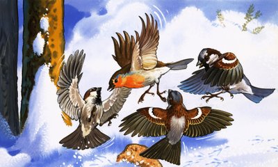 Robin lutando contra outras aves de English School