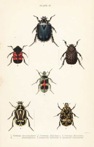Escaravelhos-da-rocha: Cetonia fascicularis 1, Heterorhina macleayi 2, Gametoides subfasciata 3, escaravelho, Eupoecila australasiae 4, Gymnetis hieroglyphica 5 e Gymnetis marmorea 6 de English School