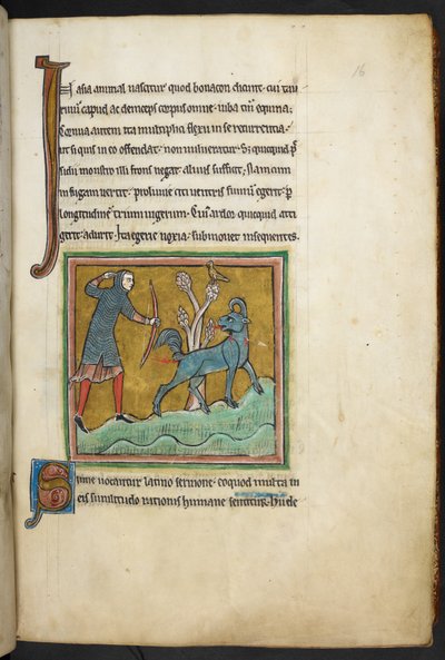 Royal 12 F.XIII, f.16 Um caçador disparando uma flecha contra um animal. Bestiário (ff. 3-141), Lapidário (ff. 141v-149) 2º quartel do século XIII de English School