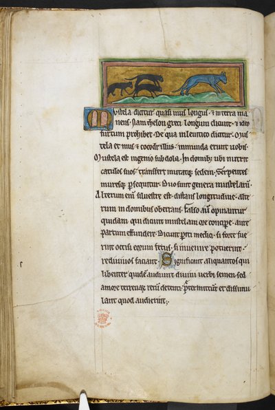 Real 12 F.XIII, f.43v Ratos perseguindo um gato, de Bestiary (ff. 3-141), Lapidary (ff. 141v-149)  , 2º quartel do século 13 (velino) de English School