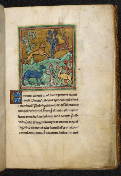 Real 12 F.XIII, f.7 Leopardo perseguindo um veado, com um camelo e outro animal.  de Bestiário (ff. 3-141), Lapidary (ff. 141v-149)  2º quartel do século XIII de English School