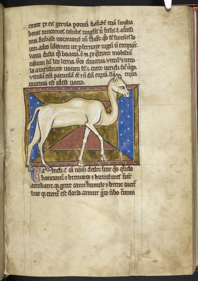 Royal MS 12 C XIX, f.33r Camelo, de "Bestiary", c.1200-10 (tinta, cor e ouro sobre velino) de English School