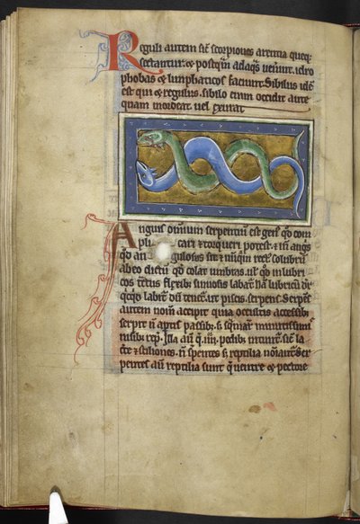 Royal MS 12 C XIX, f.63v Anguis, de "Bestiary", c.1200-10 (tinta, cor e ouro sobre velino) de English School