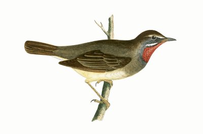 Ruby Throated Warbler, ilustração de "Uma História das Aves da Europa Não Observadas nas Ilhas Britânicas", de Charles Robert Bree (1811-1886), publicado em 1867 de English School