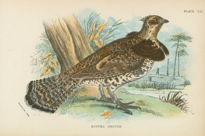 Ruffed Grouse de English School