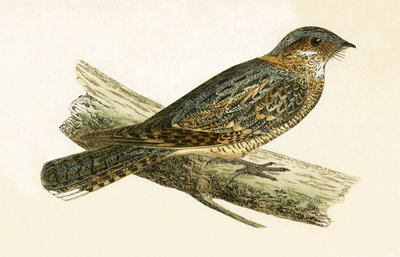Russet Necked Nightjar, ilustração de "Uma História das Aves da Europa Não Observadas nas Ilhas Britânicas", de Charles Robert Bree (1811-1886), publicado em 1867 de English School