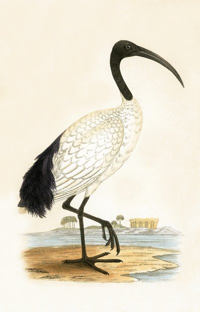 Íbis sagrados, ilustração de "Uma História das Aves da Europa Não Observadas nas Ilhas Britânicas", de Charles Robert Bree (1811-1886), publicada em 1867 de English School