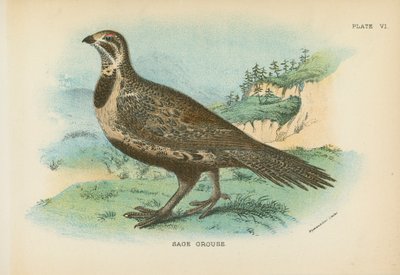 Sage Grouse de English School