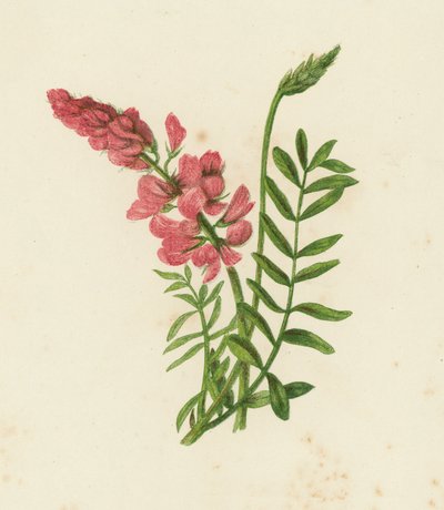 Saintfoin, Onobrychis Sativa (cor litho) de English School