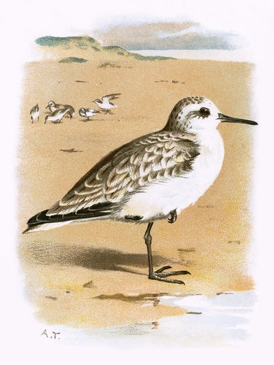 Sanderling de English School