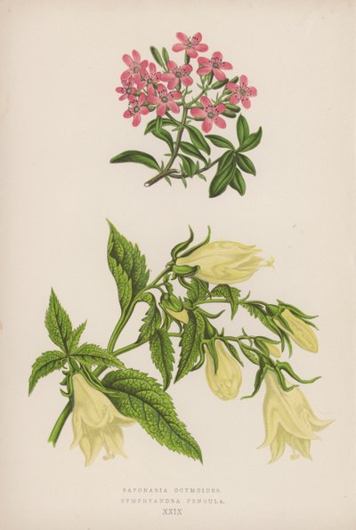 Saponaria Ocymoides; Symphyandra Pendula (cor litho) de English School