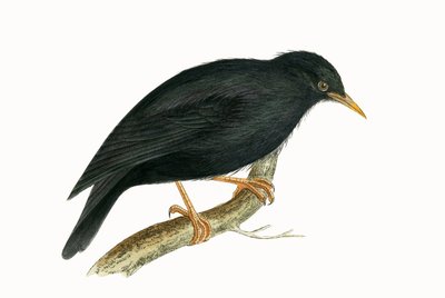 Starling da Sardenha, ilustração de "Uma História das Aves da Europa Não Observadas nas Ilhas Britânicas", de Charles Robert Bree (1811-1886), publicado em 1867 (cor litho) de English School