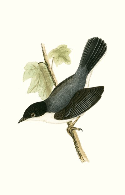 Toutinegra Sardenha, ilustração de "Uma História das Aves da Europa Não Observadas nas Ilhas Britânicas", de Charles Robert Bree (1811-1886), publicada em 1867 de English School
