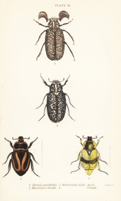 Escaravelhos: Pelidnota pulchella subsp de English School