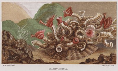 Serpula escarlate (cor litho) de English School