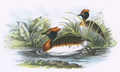 Coot Sclavonian de English School