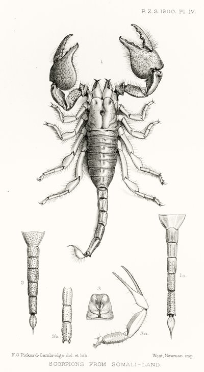 Escorpianos da Somália-terra, ilustração de The Hope Reports, vol. II, 1897-1900., Editado por Edward B. Poulton, Oxford, 1901 de English School