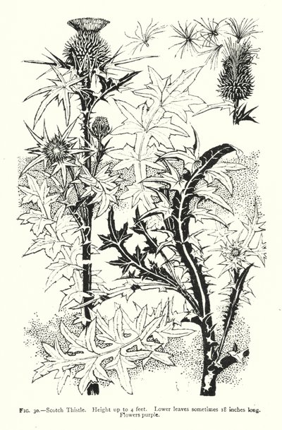 Cardo escocês; Altura até 4 pés; Folhas inferiores por vezes com 18 polegadas de comprimento; Flores roxas (gravura) de English School