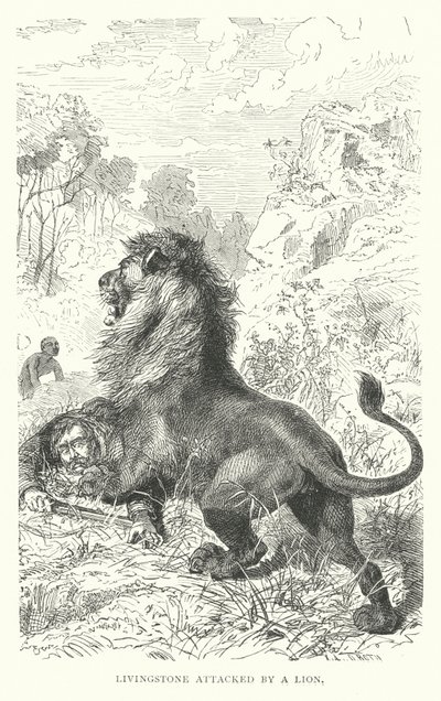 O missionário escocês David Livingstone atacado por um leão em África (gravura) de English School